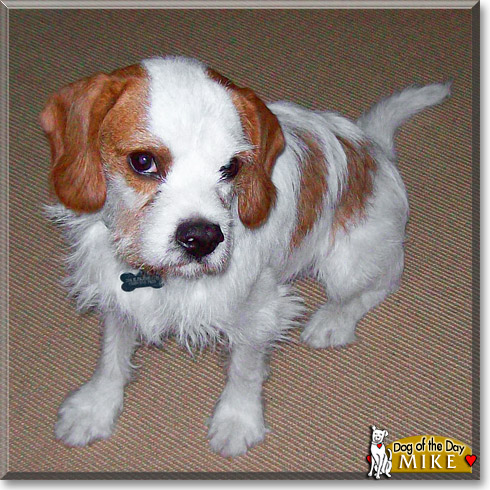 Mike, the Dog of the Day Mike, the Dog of the Day