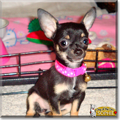 Sophie, the Dog of the Day Sophie, the Dog of the Day
