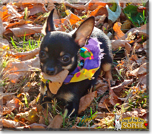 Sophie, the Dog of the Day Sophie, the Dog of the Day