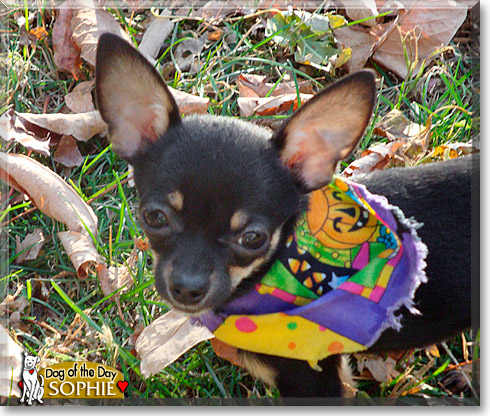 Sophie, the Dog of the Day Sophie, the Dog of the Day