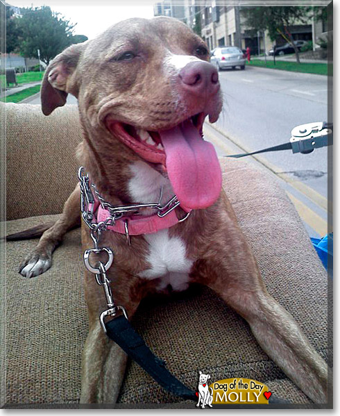 Molly, the Dog of the Day Molly, the Dog of the Day