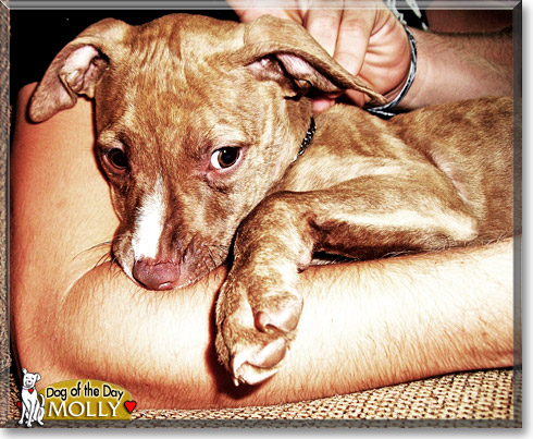 Molly, the Dog of the Day Molly, the Dog of the Day