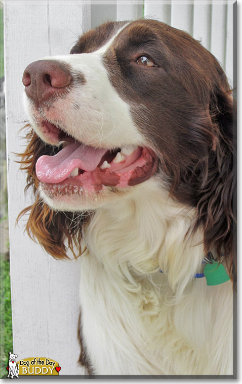 Buddy, the Dog of the Day