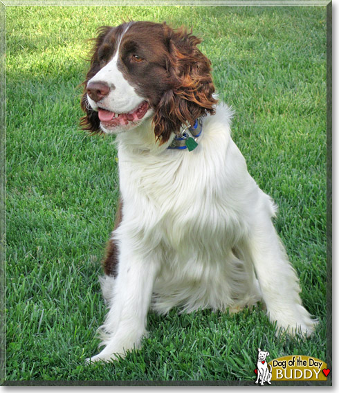 Buddy, the Dog of the Day