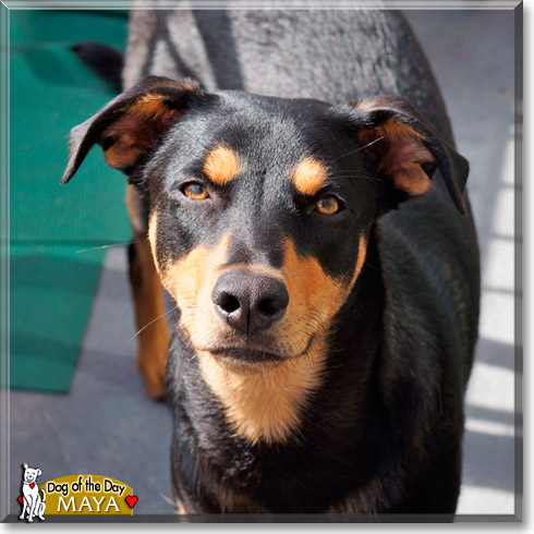 Maya, the Dog of the Day