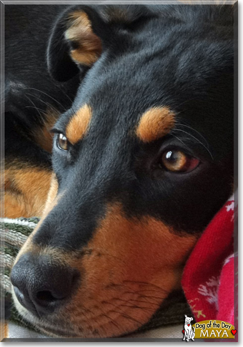 Maya, the Dog of the Day