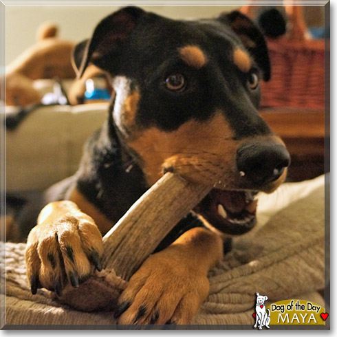 Maya, the Dog of the Day