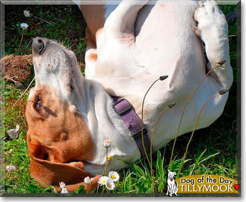 Tillymook, the Dog of the Day Tillymook, the Dog of the Day