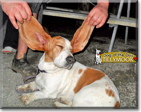 Tillymook, the Dog of the Day Tillymook, the Dog of the Day