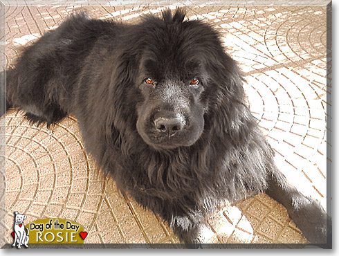 Rosie, the Dog of the Day