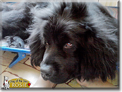 Rosie, the Dog of the Day Rosie, the Dog of the Day
