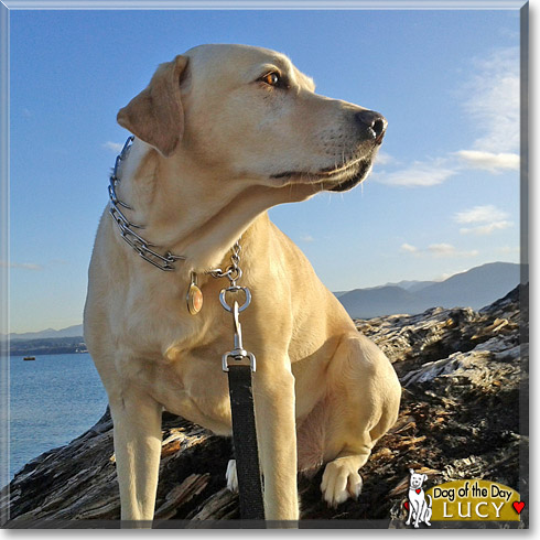 Lucy, the Dog of the Day