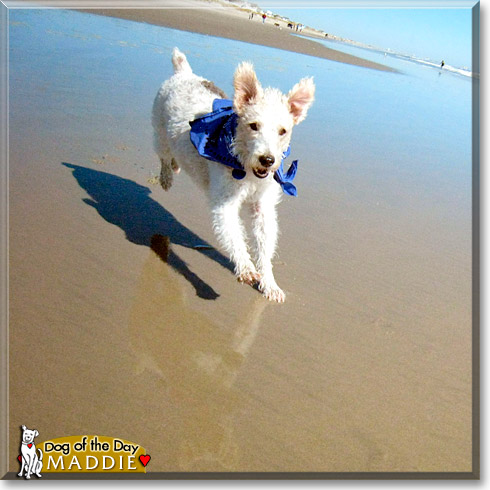 Maddie, the Dog of the Day