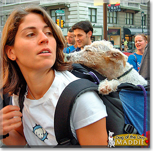 Maddie, the Dog of the Day
