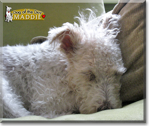 Maddie, the Dog of the Day
