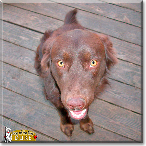 Duke, the Dog of the Day