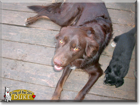 Duke, the Dog of the Day