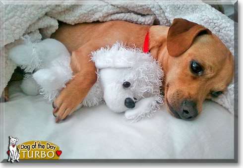 Turbo, the Dog of the Day