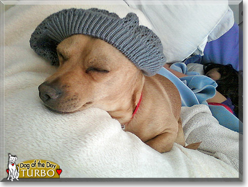 Turbo, the Dog of the Day