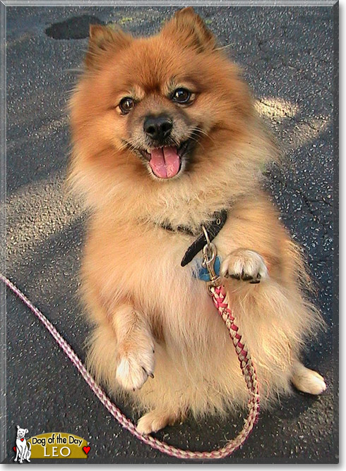 Leo, the Dog of the Day Leo, the Dog of the Day