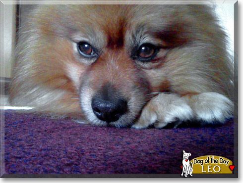 Leo, the Dog of the Day Leo, the Dog of the Day