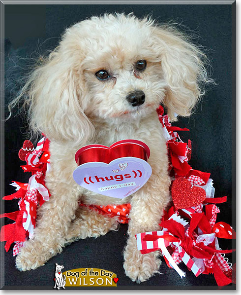 Wilson, the Dog of the Day Wilson, the Dog of the Day