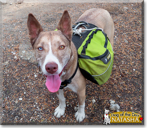 Natasha, the Dog of the Day Natasha, the Dog of the Day
