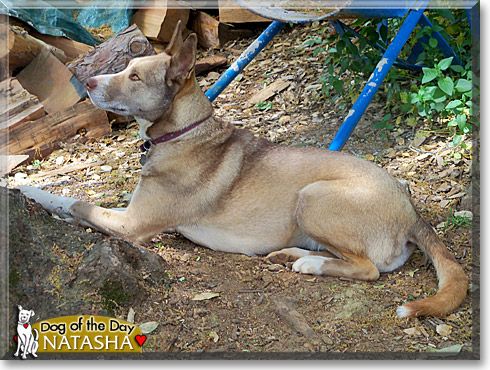 Natasha, the Dog of the Day Natasha, the Dog of the Day