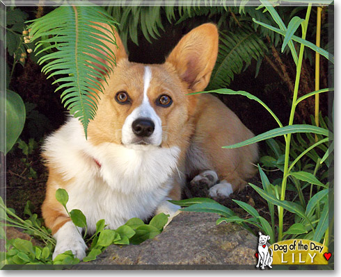 Lily, the Dog of the Day Lily, the Dog of the Day
