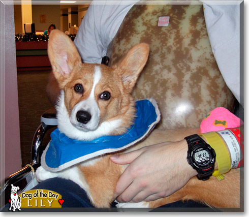 Lily, the Dog of the Day Lily, the Dog of the Day