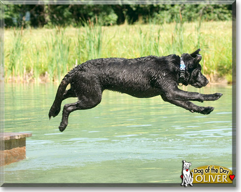 Oliver, the Dog of the Day