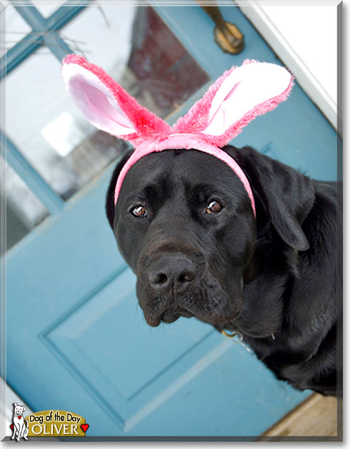 Oliver, the Dog of the Day