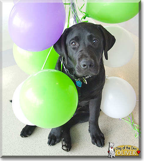 Oliver, the Dog of the Day