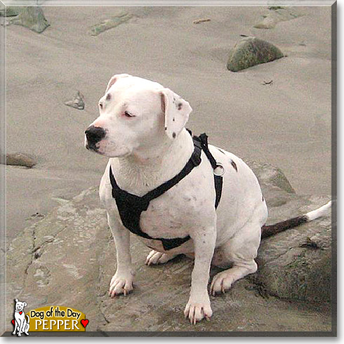 Pepper, the Dog of the Day Pepper, the Dog of the Day