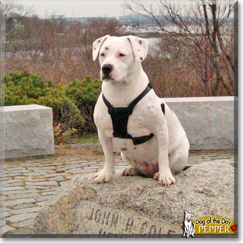 Pepper, the Dog of the Day Pepper, the Dog of the Day