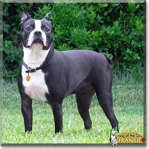 Frankie, the Dog of the Day Frankie, the Dog of the Day