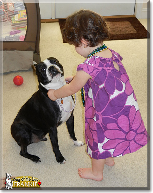 Frankie, the Dog of the Day Frankie, the Dog of the Day