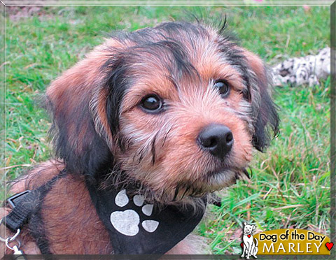 Marley, the Dog of the Day Marley, the Dog of the Day