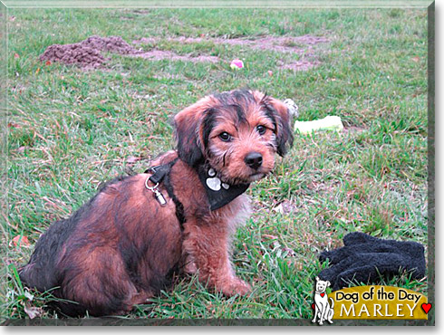 Marley, the Dog of the Day Marley, the Dog of the Day