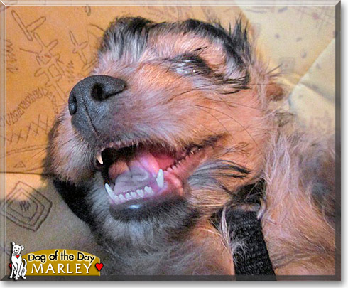 Marley, the Dog of the Day Marley, the Dog of the Day