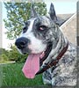 Max