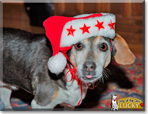 Lucky, the Dog of the Day