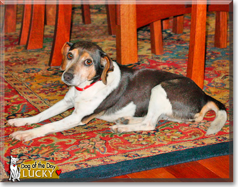Lucky, the Dog of the Day