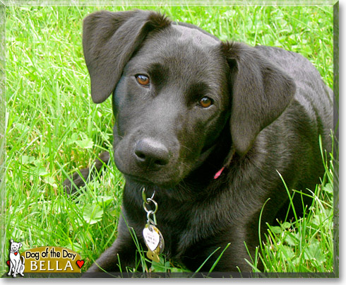 Bella, the Dog of the Day