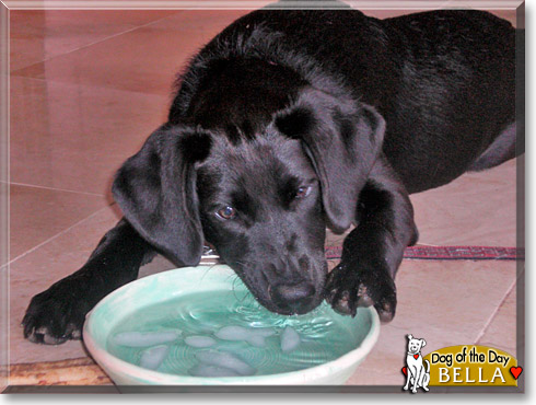 Bella, the Dog of the Day
