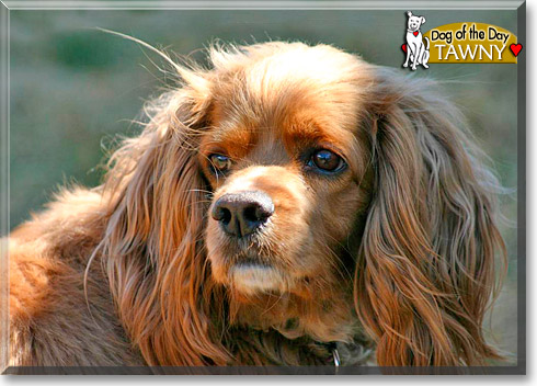 Tawny, the Dog of the Day