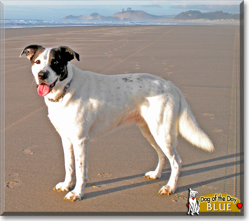 Blue, the Dog of the Day