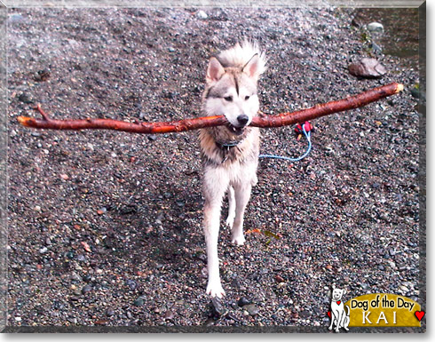Kai, the Dog of the Day