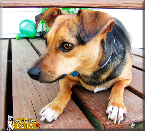 Deja, the Dog of the Day