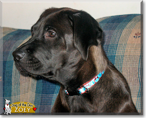 Zoey, the Dog of the Day